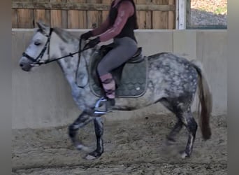 Classic Pony Mix, Klacz, 7 lat, 130 cm, Siwa jabłkowita