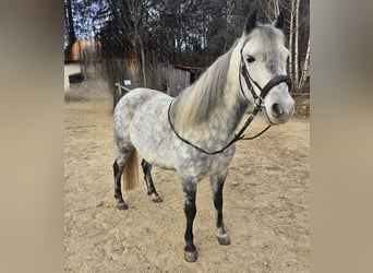 Classic Pony Mix, Klacz, 7 lat, 130 cm, Siwa jabłkowita