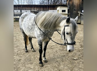 Classic Pony Mix, Klacz, 7 lat, 130 cm, Siwa jabłkowita