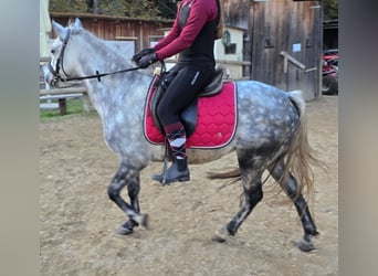 Classic Pony Mix, Klacz, 7 lat, 130 cm, Siwa jabłkowita