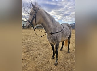 Classic Pony Mix, Klacz, 7 lat, 130 cm, Siwa jabłkowita