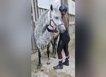 Classic Pony Mix, Klacz, 7 lat, 130 cm, Siwa jabłkowita