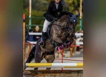 Classic Pony Mix, Klacz, 7 lat, 141 cm, Ciemnogniada
