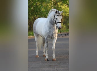 Classic Pony, Klacz, 7 lat, 144 cm, Siwa