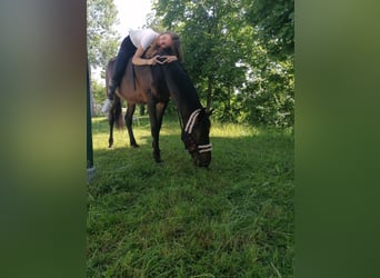 Classic Pony, Klacz, 7 lat, 147 cm, Gniada