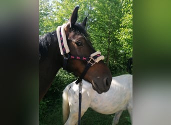 Classic Pony, Klacz, 7 lat, 147 cm, Gniada