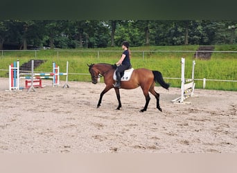 Classic Pony, Klacz, 7 lat, 156 cm, Gniada