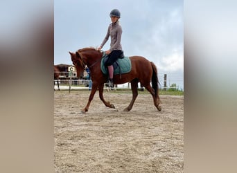 Classic Pony, Klacz, 8 lat, 120 cm, Kasztanowata