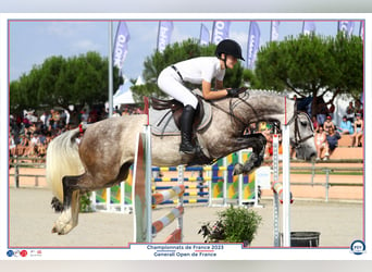 Classic Pony, Klacz, 8 lat, 148 cm, Siwa