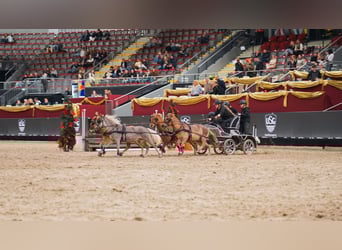 Classic Pony Mix, Klacz, 9 lat, 105 cm, Kasztanowata