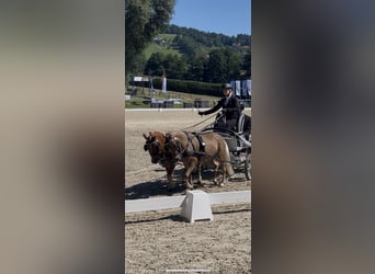 Classic Pony Mix, Klacz, 9 lat, 105 cm, Kasztanowata