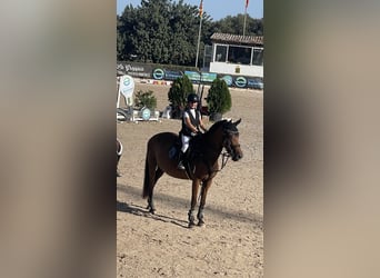 Classic Pony, Klacz, 9 lat, 145 cm, Gniada