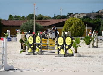 Classic Pony, Mare, 11 years, 14.1 hh, White