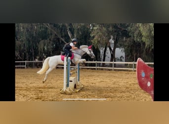 Classic Pony, Mare, 11 years, 14,1 hh, White