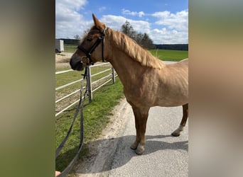 Classic Pony, Mare, 12 years, 14.1 hh, Brown-Light