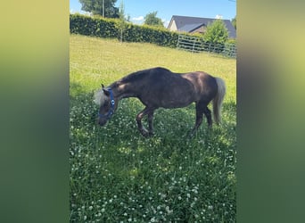 Classic Pony, Mare, 13 years, 10,1 hh, Dun