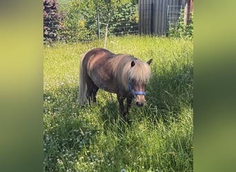 Classic Pony, Mare, 13 years, 10,1 hh, Dun