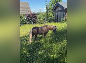 Classic Pony, Mare, 13 years, 10,1 hh, Dun
