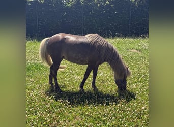 Classic Pony, Mare, 13 years, 10,1 hh, Dun