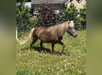 Classic Pony, Mare, 13 years, 10,1 hh, Dun