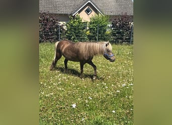 Classic Pony, Mare, 13 years, 10,1 hh, Dun