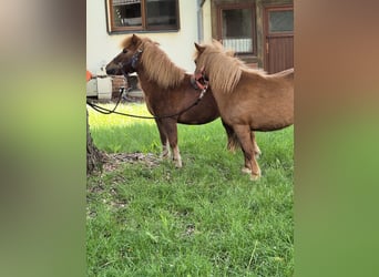 Classic Pony, Mare, 14 years, 10 hh, Chestnut-Red