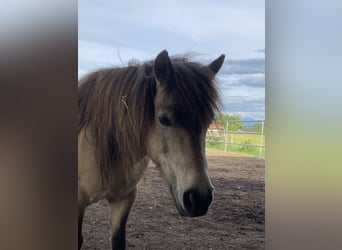 Classic Pony, Mare, 14 years, 10,1 hh, Dun