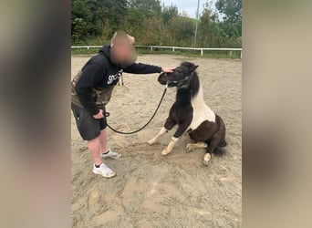 Classic Pony, Mare, 14 years, 10,1 hh, Pinto