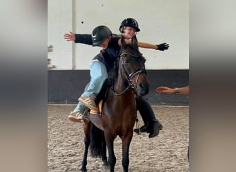 Classic Pony Mix, Mare, 14 years, 12.1 hh, Brown