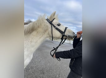 Classic Pony, Mare, 14 years, 12.1 hh, Grey