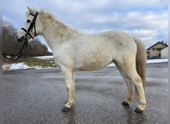 Classic Pony, Mare, 14 years, 12.1 hh, Grey