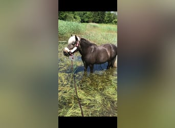 Classic Pony Mix, Mare, 15 years, 12,1 hh, Brown