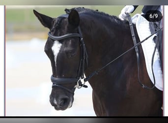 Classic Pony, Mare, 15 years, 14,2 hh, Black