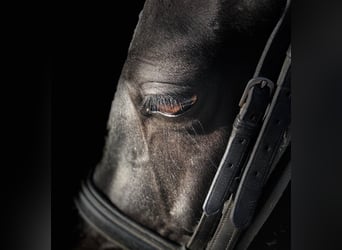 Classic Pony, Mare, 15 years, 14,2 hh, Black