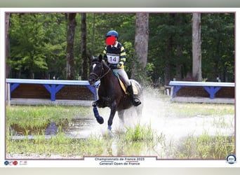 Classic Pony, Mare, 15 years, 14,2 hh, Black