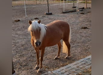 Classic Pony, Mare, 16 years, 11.1 hh, Chestnut-Red