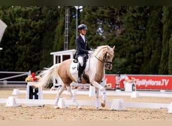 Classic Pony, Mare, 16 years, 14,2 hh, Palomino