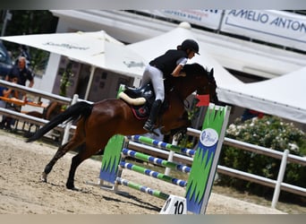 Classic Pony Mix, Mare, 18 years, 14.1 hh, Bay-Dark