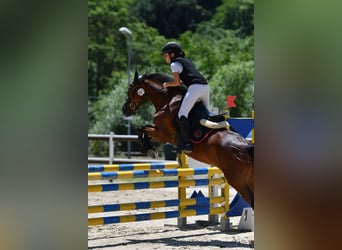 Classic Pony Mix, Mare, 18 years, 14.1 hh, Bay-Dark