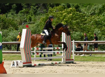 Classic Pony Mix, Mare, 18 years, 14.1 hh, Bay-Dark