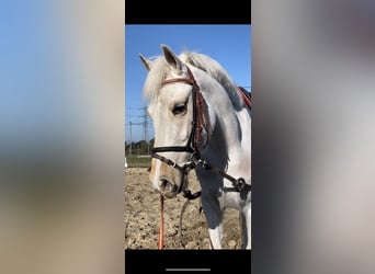 Classic Pony Mix, Mare, 2 years, 13 hh, Pearl