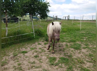 Classic Pony, Mare, 2 years, 9,2 hh