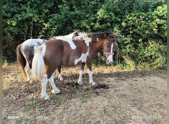 Classic Pony, Mare, 3 years, 10,1 hh