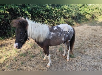 Classic Pony, Mare, 3 years, 9.2 hh