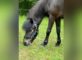 Classic Pony, Mare, 4 years, 10,1 hh, Bay-Dark