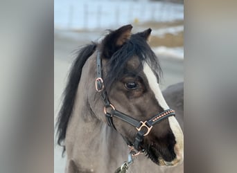 Classic Pony, Mare, 4 years, 11,1 hh, Black