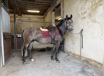 Classic Pony, Mare, 4 years, 13.3 hh, Grey-Red-Tan