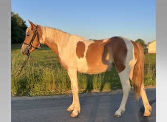 Classic Pony, Mare, 4 years, 14.2 hh, Pinto