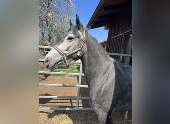 Classic Pony, Mare, 4 years, 14.3 hh, Grey-Dark-Tan