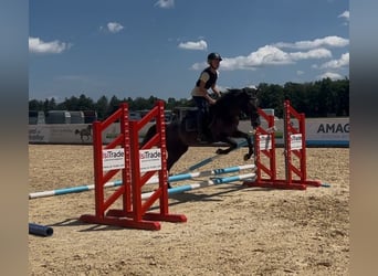 Classic Pony, Mare, 4 years, 14,1 hh, Gray-Fleabitten